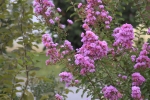 MG_5947